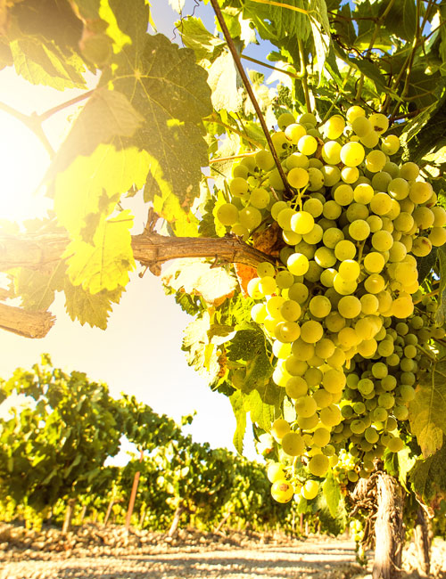 How Wine is Produced