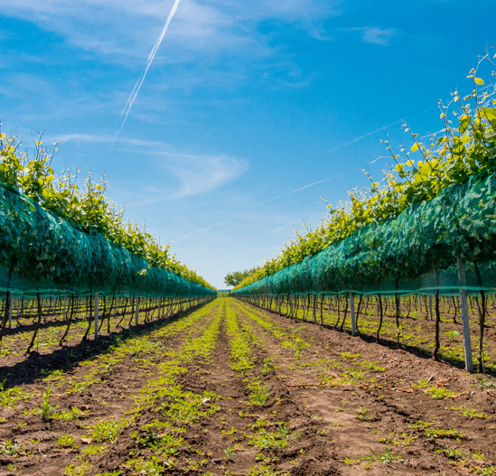 Top 5 Wine Destinations